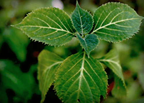 Salvia, formally known as salvia divinorum, is a plant that contains the strongest known naturally-occurring hallucinogen. The drug has gained popularity over recent years.