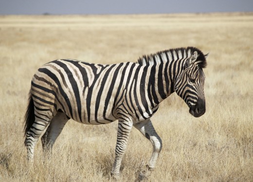 Zebras