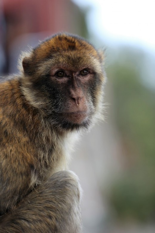 Barbary Ape, Gibraltar