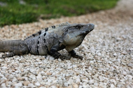 He may not move very quickly but at least he has got room to move!