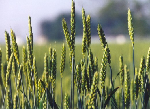 wheat heads come out in May