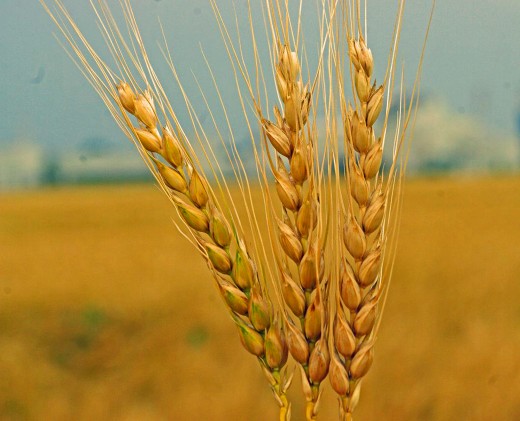 Ripe wheat heads