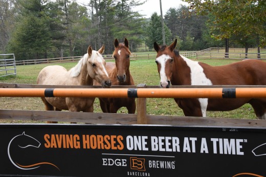 The HERD Horses.