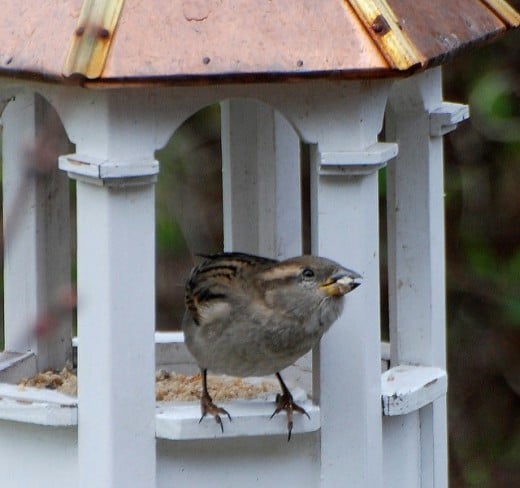 A Common Garden Bird.