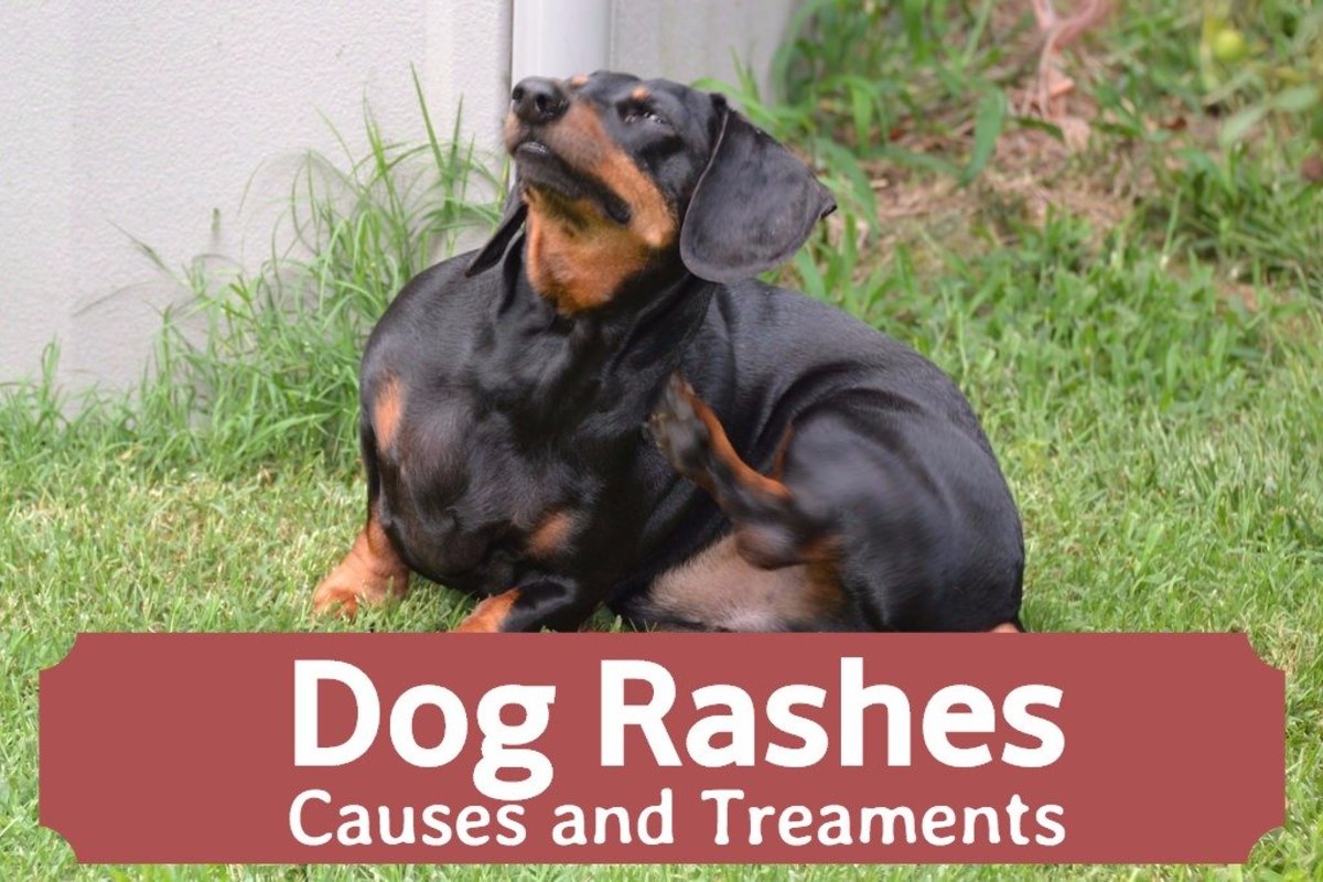 Dog Skin Rashes Symptoms Causes And Cures Pethelpful