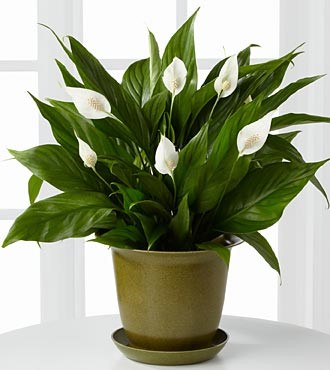 An Air Purifying Plant.
