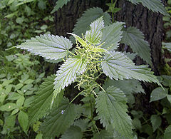 Stinging nettles can make a refreshing cup of tea