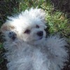 Darlene Ramirez profile image