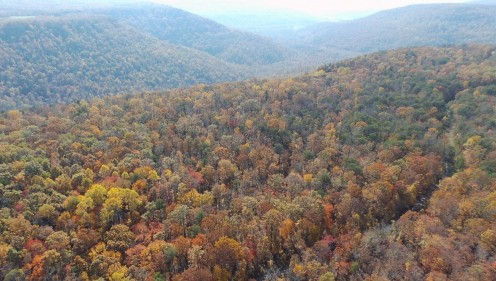 Fall Color in the mountains.  This photograph was taken in the mountains near Jasper, TN