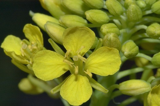 This yellow cabbage flower with the four petals is typical of the Cruciferae family.