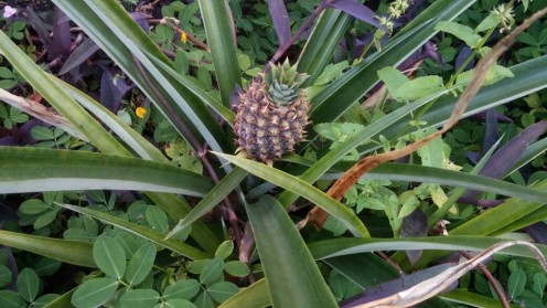 Baby Pineapple