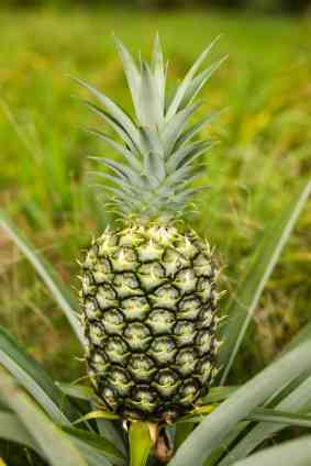 Hawaiian Pineapple