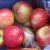 honeycrisp apples honeycrisp apples