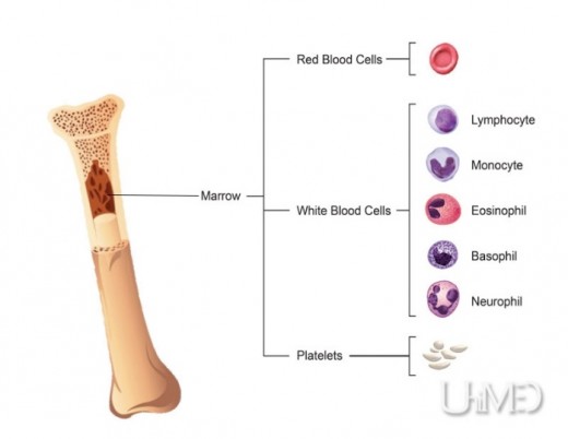 Bone marrow