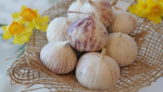 Garlic, a medicine for more than 5000 years