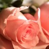 huma siddiqui profile image