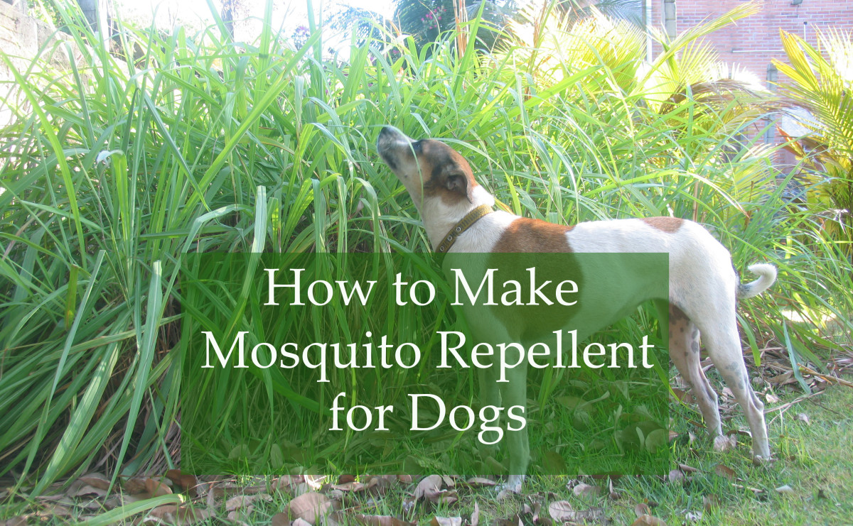 Homemade Mosquito Repellent for Dogs