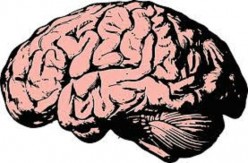 Mind Brain and Body