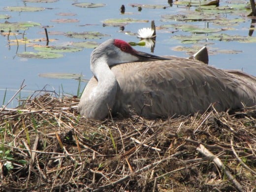 A sandhill crane on a nest on a tiny island in a roadside ditch. 