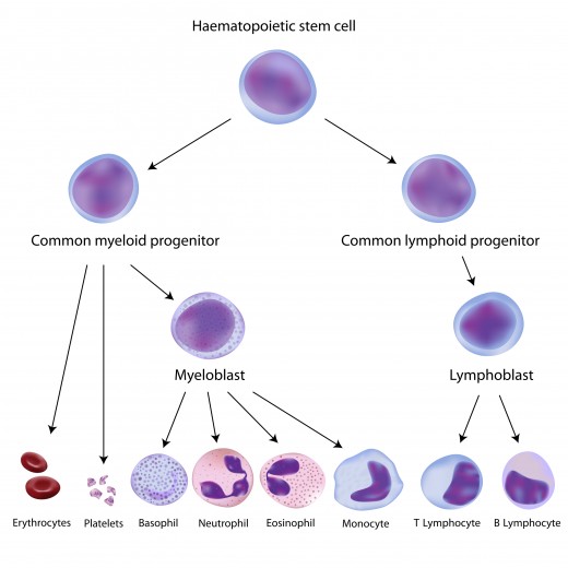 Haemopoietic pathway