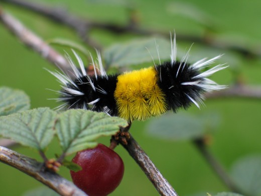 17 furry caterpillar types