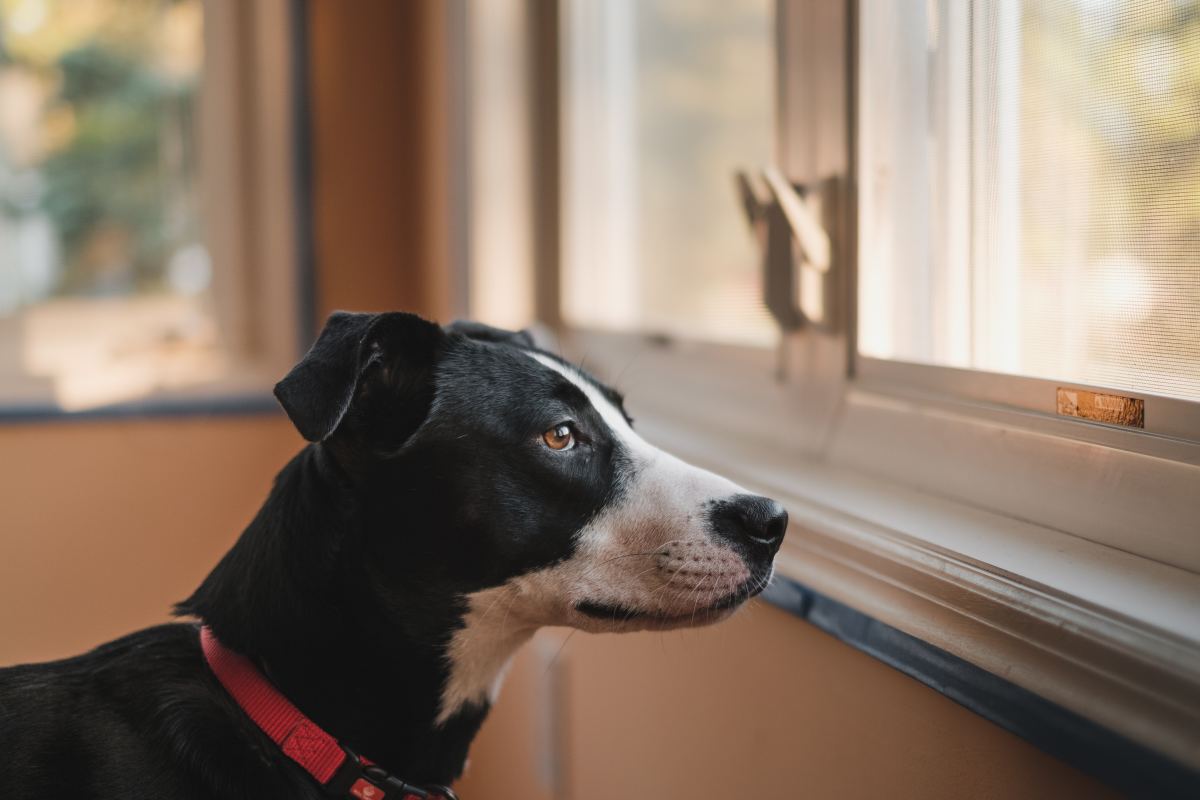 How to Cure Separation Anxiety in Dogs PetHelpful
