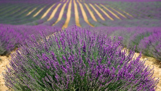The most effective oils in aromatherapy are produced from plants grown in regions where climate and soil composition allow them to flourish notably well.