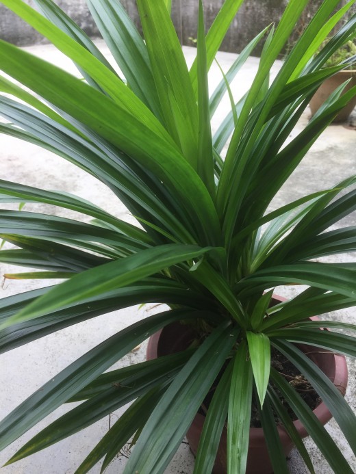 Screwpine leaves