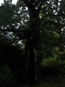 Tree Man On Fear Hill