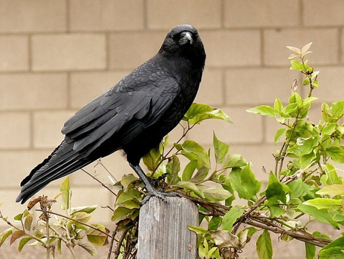 Get Rid of Crows in Your Yard or Garden
