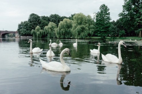 Hamburg Alster swans