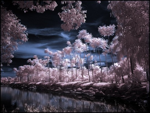 Its Nong Nooch Tropical Botanical Garden at kilometer 163 on Sukhumvit Road in Chonburi Province, Thailand. Taken using 950nm infrared filter.