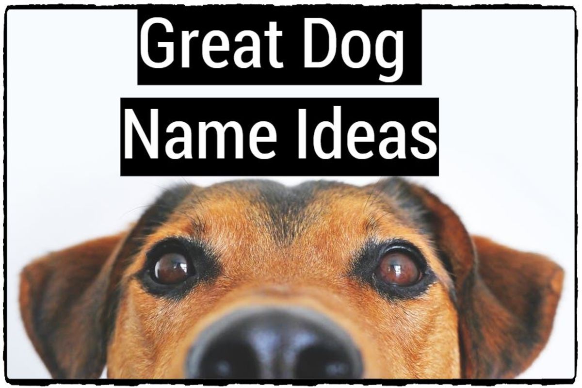 Great Dog Name Ideas PetHelpful