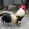 lamrong profile image