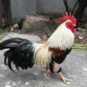 lamrong profile image