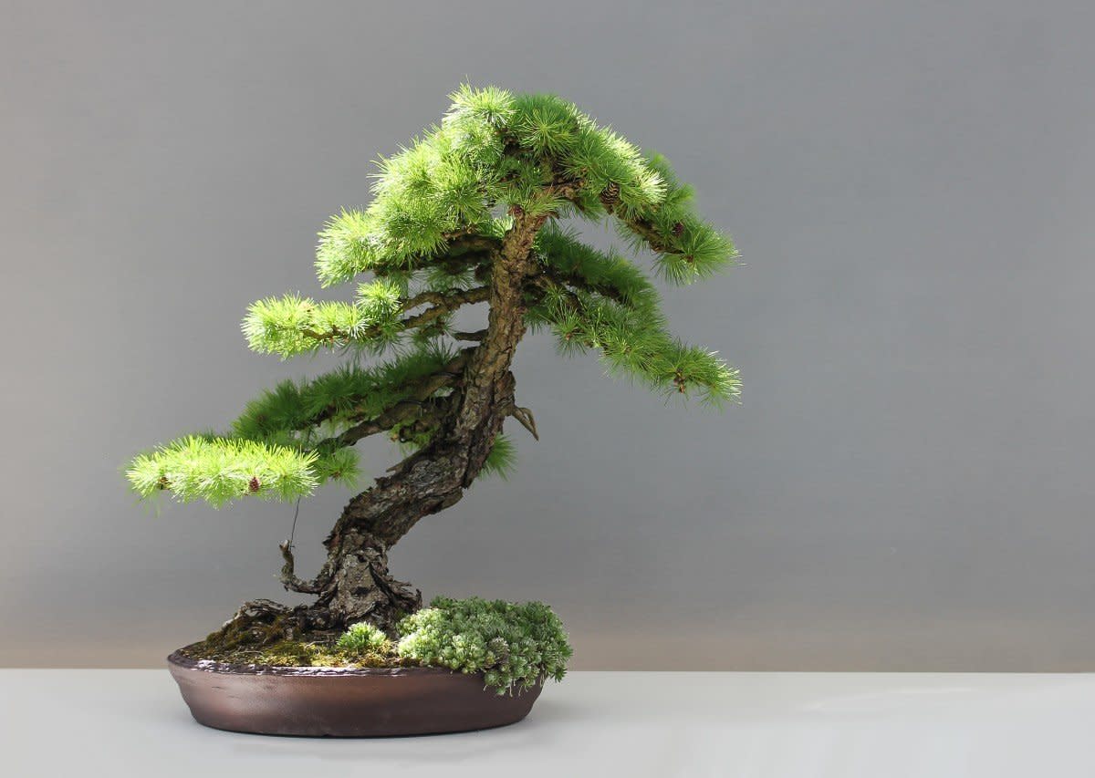 How to Take Care of a Bonsai Tree | Dengarden
