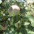 Apples ripening on Tree
