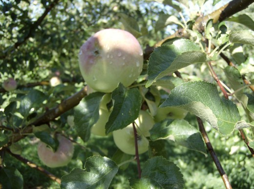 Apples ripening on Tree