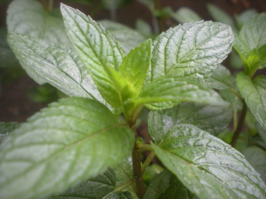 Peppermint Plant Leaves