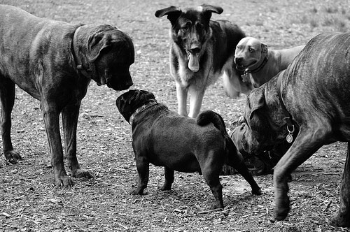 Don't swarm a new dog. Slow introductions are much better than all at once.