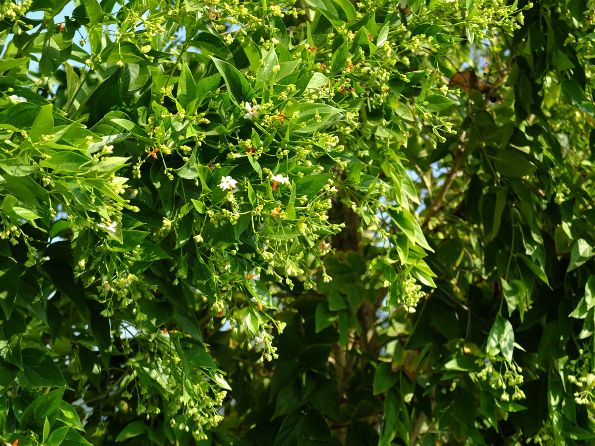 parijat jasmine night tree health benefits its remedies herbal flower indian