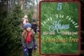 Choosing the Best Christmas Tree—5 Things To Look for When Picking a Tree This Holiday Season