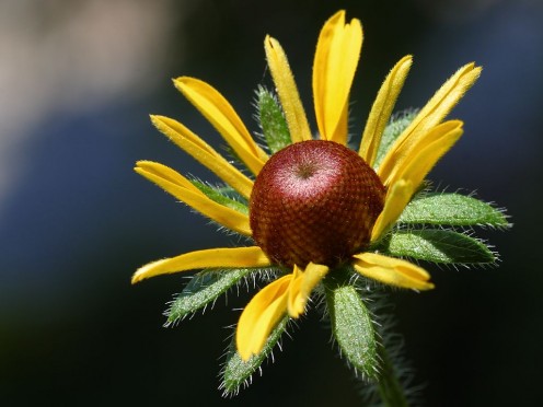 Lovely Flower Detail
