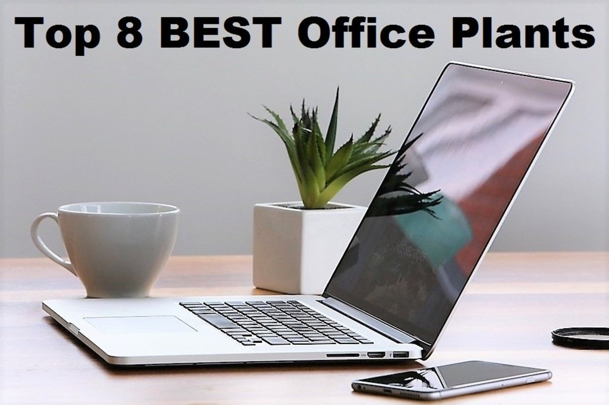 Top 8 Best Office Plants: Low Light and Low Maintenance  Dengarden