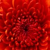 aemma wilson profile image