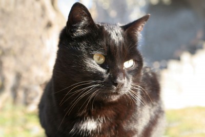 Keep your black cat safe on Halloween!