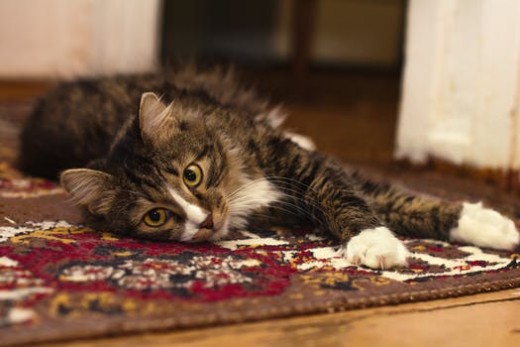 Simple Carpet Cleaning tips