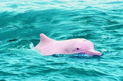 Pink dolphin!