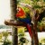 We were greeted by this beautiful parrot on Discovery Island We were greeted by this beautiful parrot on Discovery Island