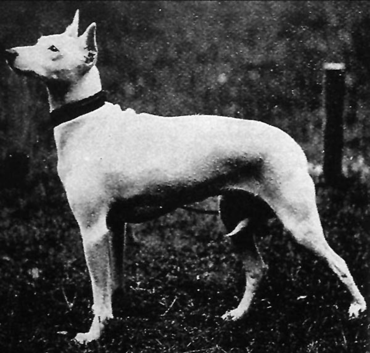 Your Bull Terrier S Amazing Extinct Ancestor Pethelpful By Fellow Animal Lovers And Experts